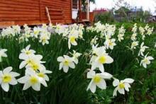 ��������� ��������� ������ - ����� ������� ����� � �����������